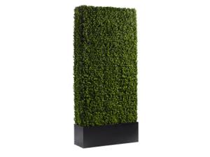 Boxwood Hedge, 7'